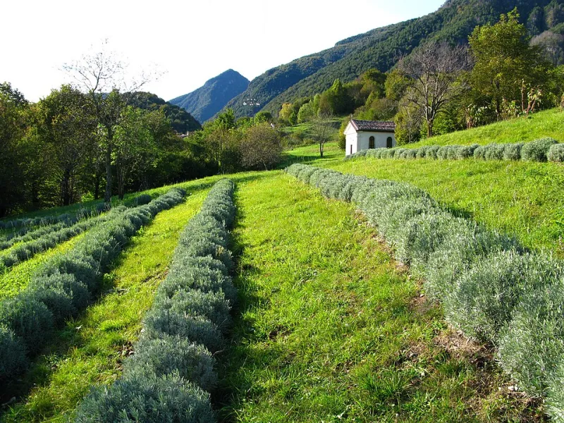 Quando un Profumo Ti Riporta a Casa: La Lavanda di Venzone e il Potere dei Ricordi