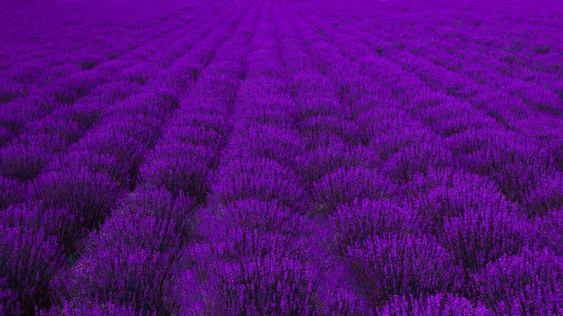 Il Profumo del Friuli: Viaggio nel Mondo della Lavanda di Venzone tra Campi, Artigiani e Tradizioni