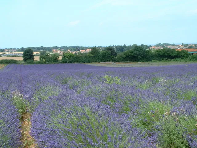 Quattro Stagioni, Un Campo: Il Ritmo Segreto della Lavanda di Venzone