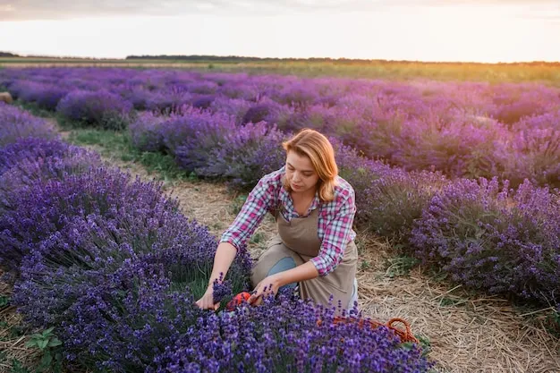 Radici Viola: Come le Donne del Friuli Stanno Reinventando l'Economia della Lavanda